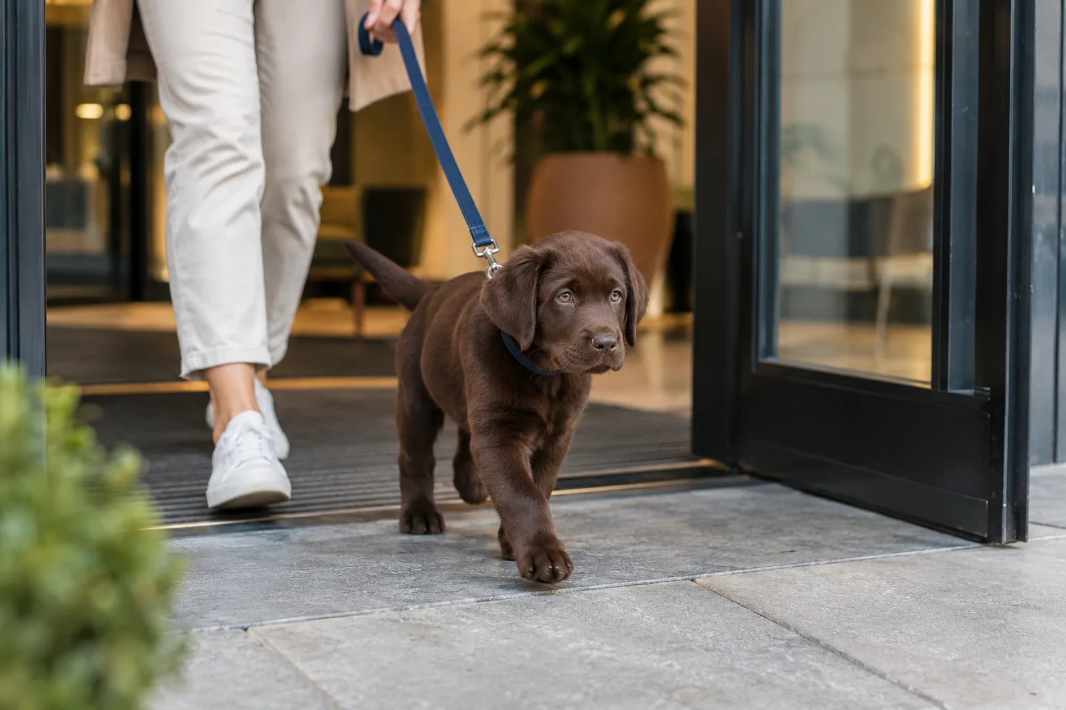 A chocolate Labrador puppy on a navy leash walks out of an apartment building lobby beside a person in cream trousers and sneakers