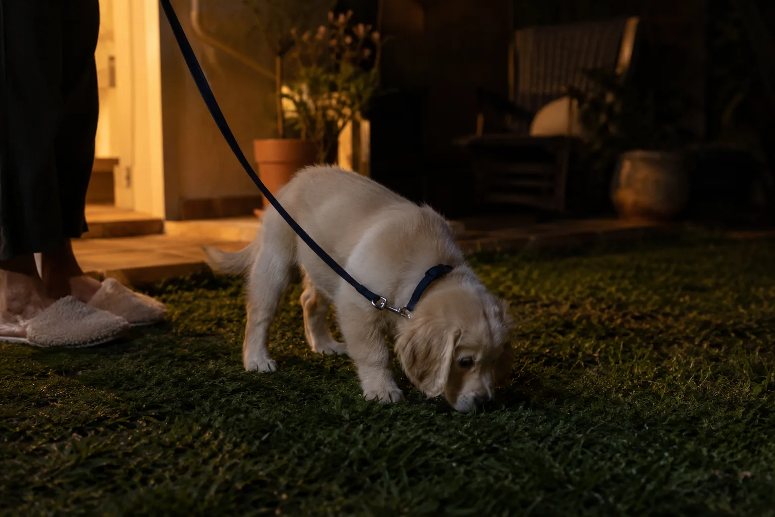 A golden puppy on a navy lead sniffing grass in a dark backyard under a warm porch light, with a person's slippers at the edge of the patio