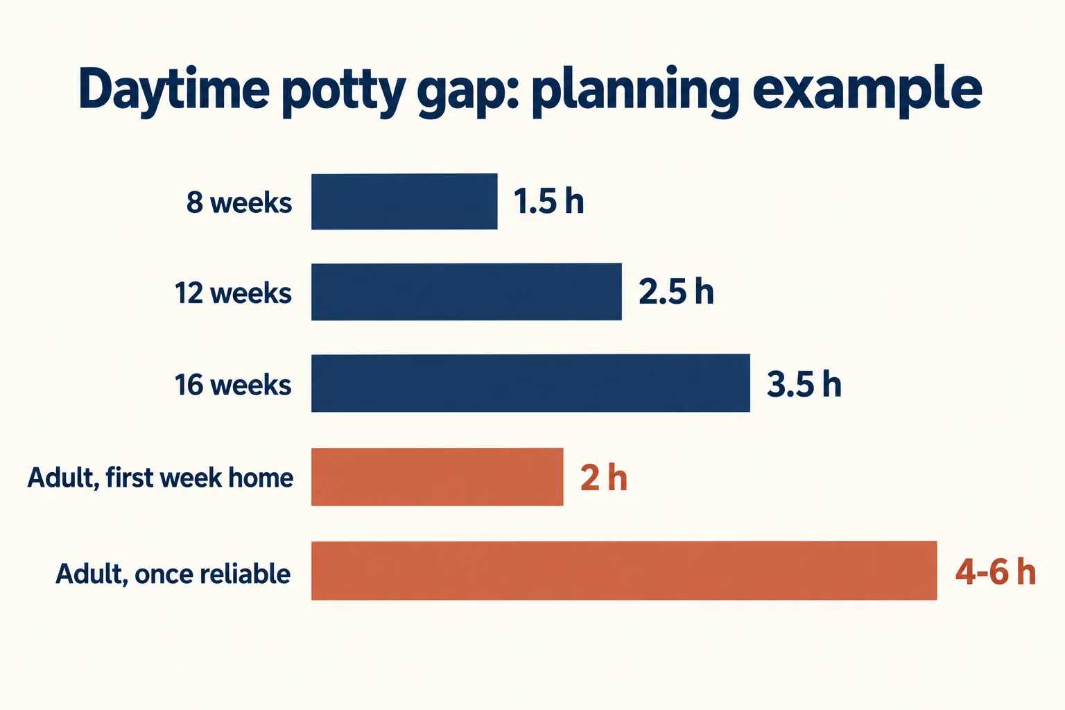 Bar chart of daytime potty gaps: 8 weeks 1.5 h, 12 weeks 2.5 h, 16 weeks 3.5 h, adult first week home 2 h, adult once reliable 4 to 6 h