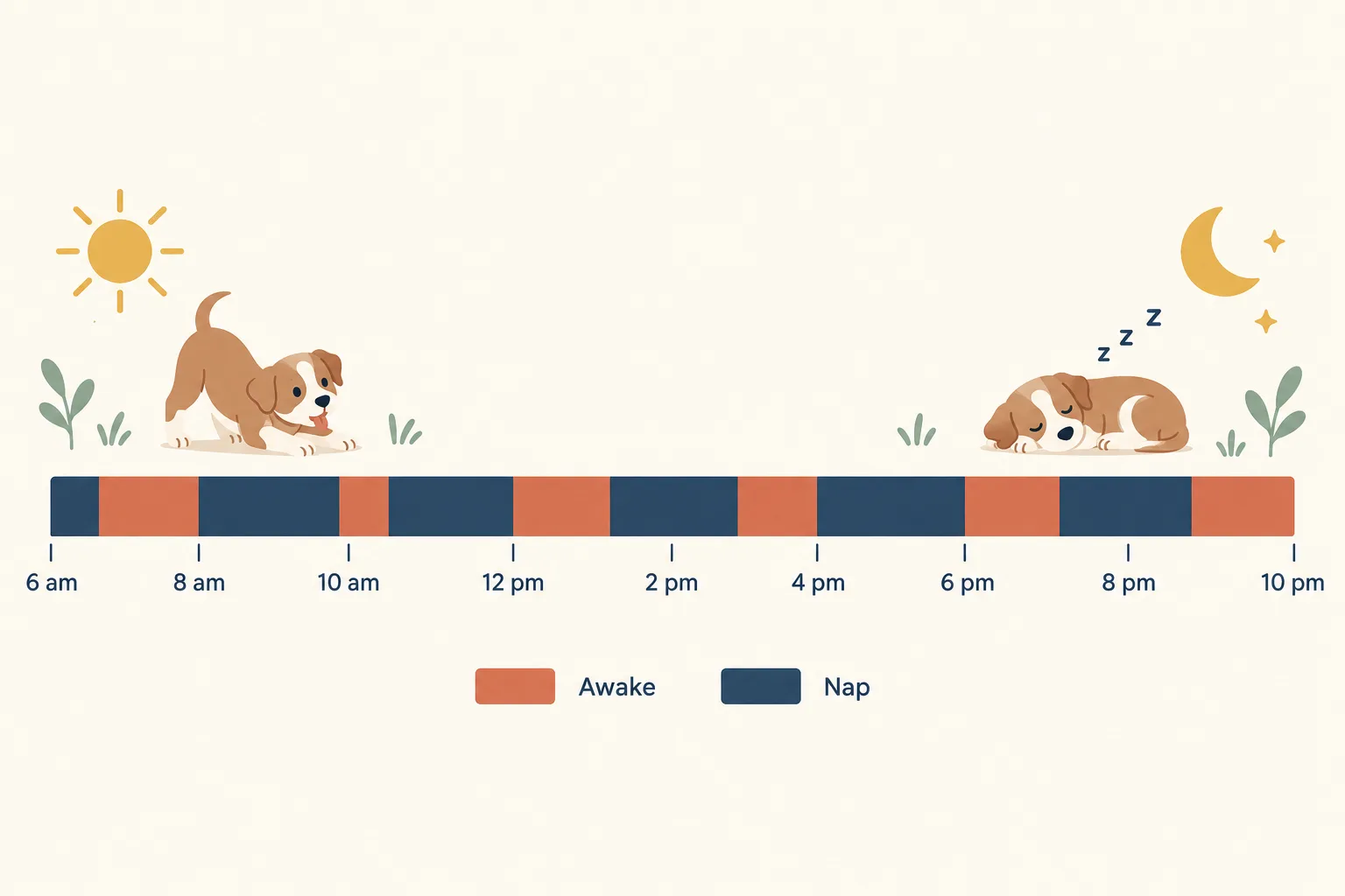Day timeline from 6 am to 10 pm for a 12 week old puppy, alternating short awake blocks and longer nap blocks