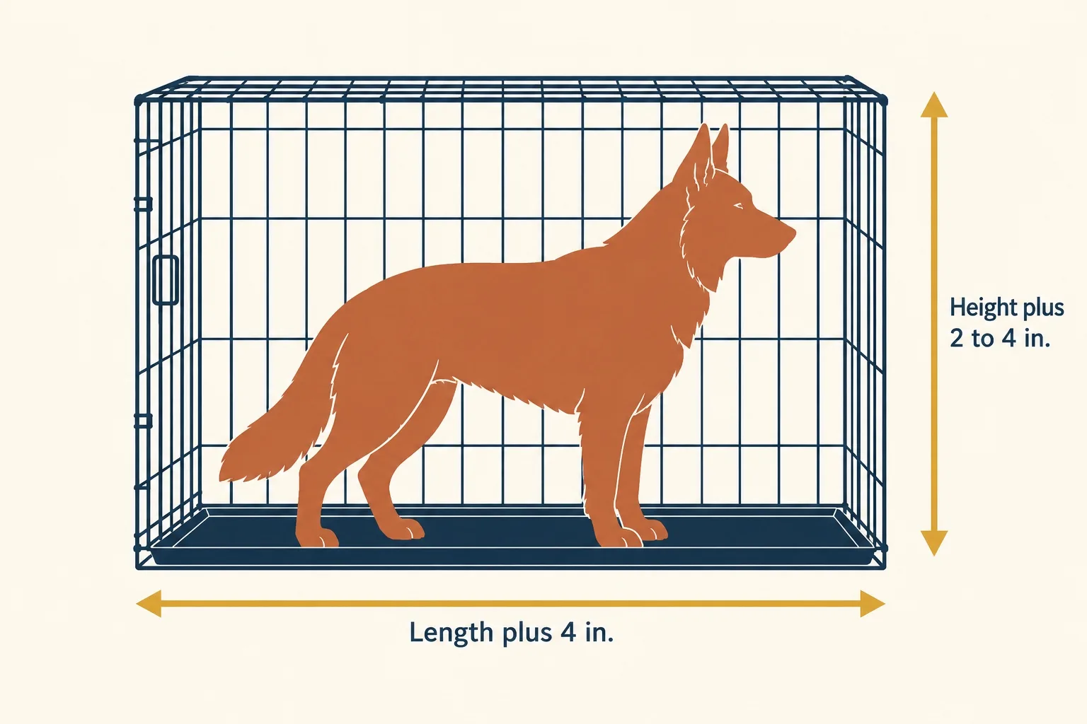 Diagram of a German Shepherd silhouette standing in a wire crate with arrows: Length plus 4 in, Height plus 2 to 4 in