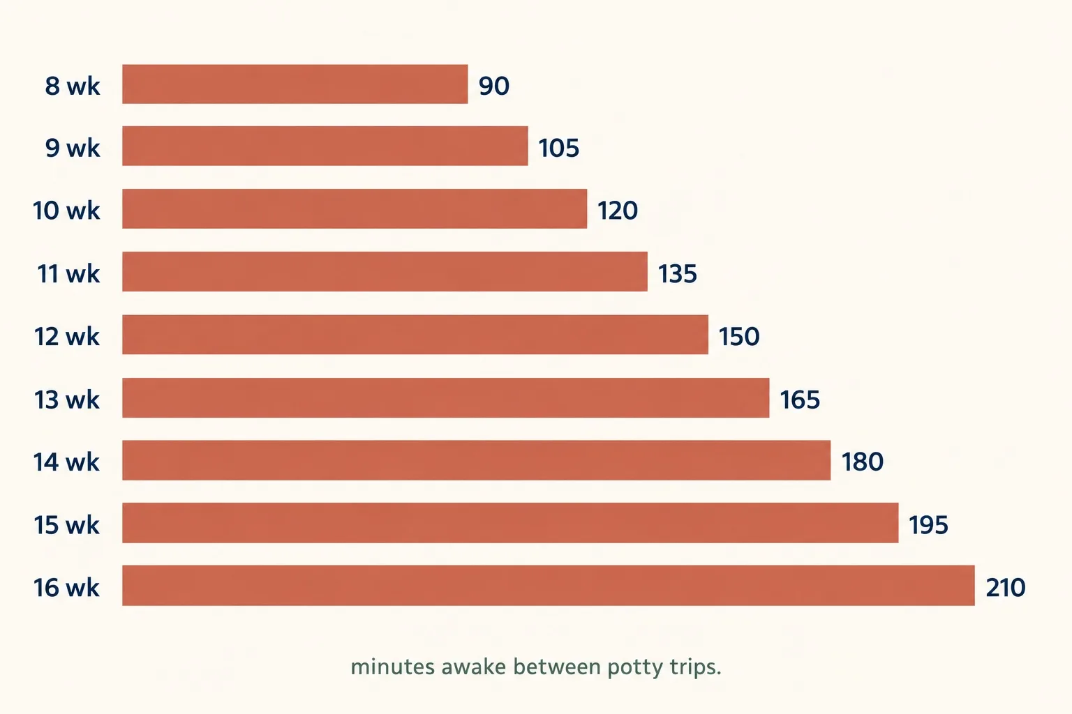 Horizontal bar chart of awake minutes between potty trips by age: 90 at 8 weeks rising by 15 each week to 210 at 16 weeks