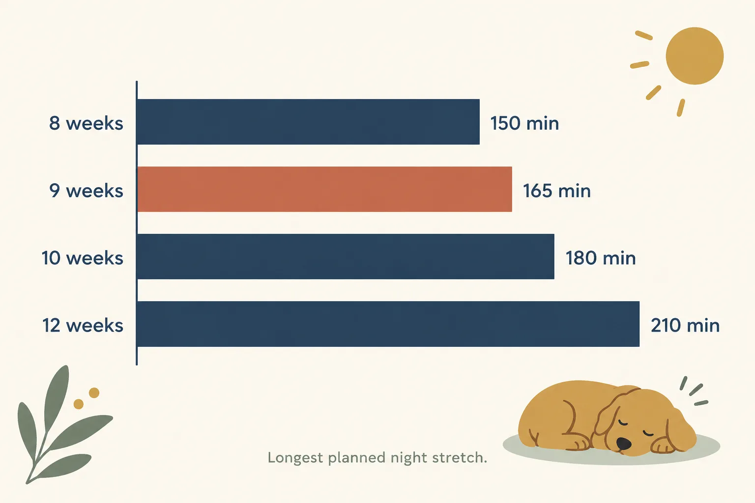 Horizontal bar chart of the longest planned night stretch by age: 8 weeks 150 min, 9 weeks 165 min, 10 weeks 180 min, 12 weeks 210 min
