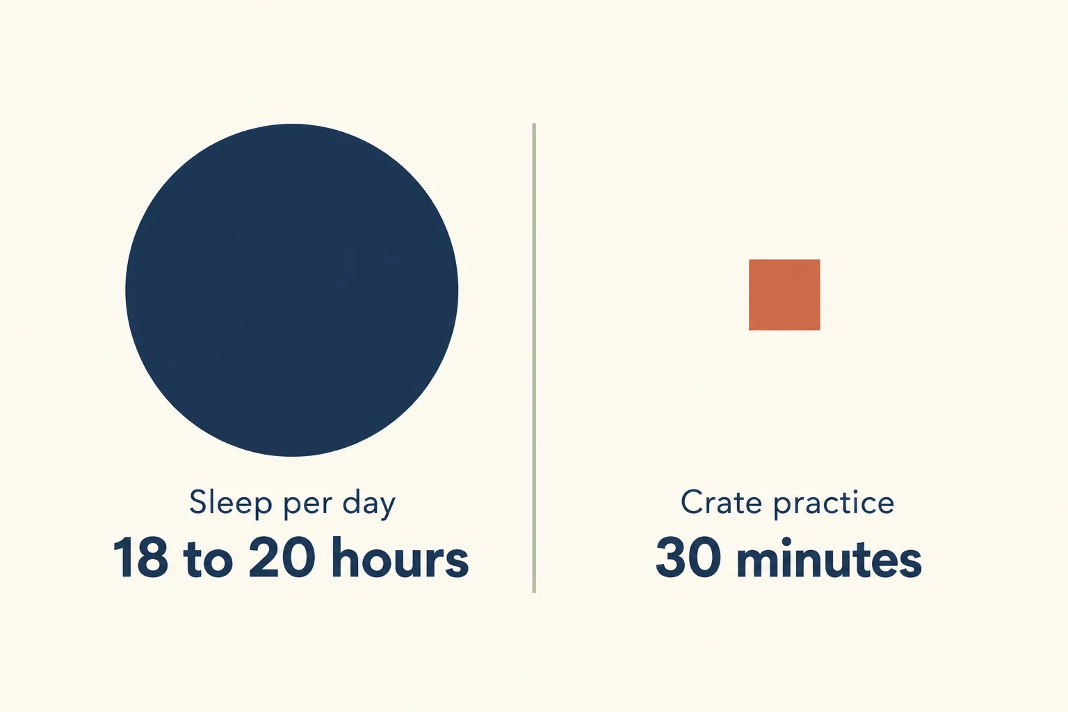 Infographic comparing sleep per day of 18 to 20 hours with crate practice of 30 minutes at 10 weeks