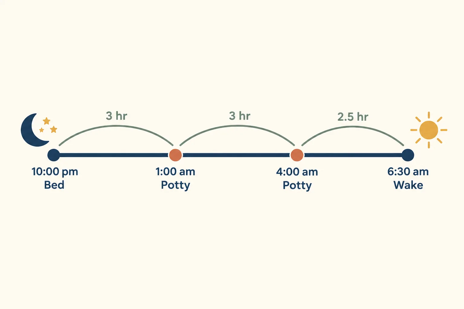 Night diagram for a 10 week old puppy: bed at 10:00 pm, potty at 1:00 am and 4:00 am, wake at 6:30 am, with gaps of 3 hr, 3 hr and 2.5 hr