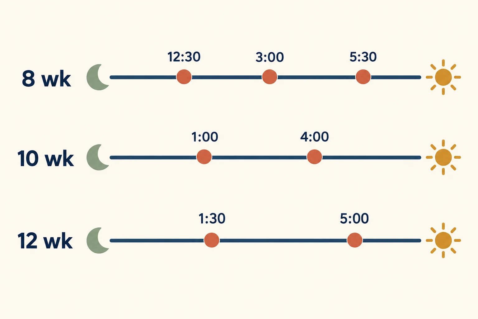 Night timelines showing potty checks at 12:30, 3:00 and 5:30 for 8 weeks, 1:00 and 4:00 for 10 weeks, 1:30 and 5:00 for 12 weeks