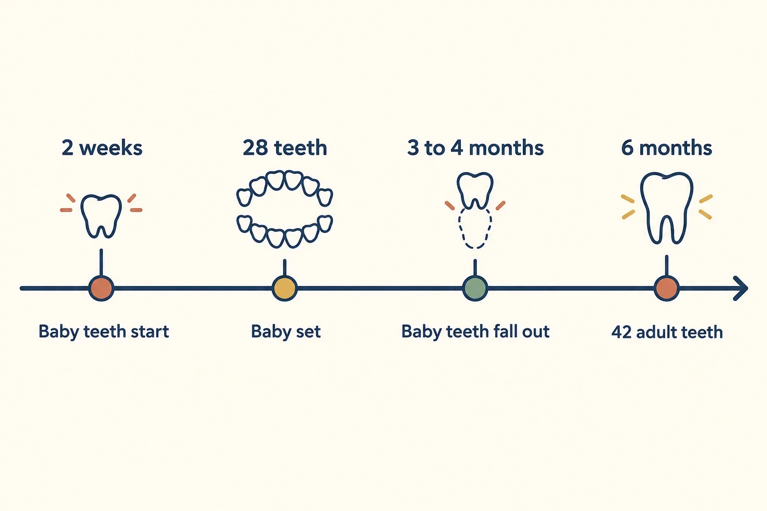 Teething timeline: baby teeth start at 2 weeks, a baby set of 28 teeth, baby teeth fall out at 3 to 4 months, 42 adult teeth by 6 months