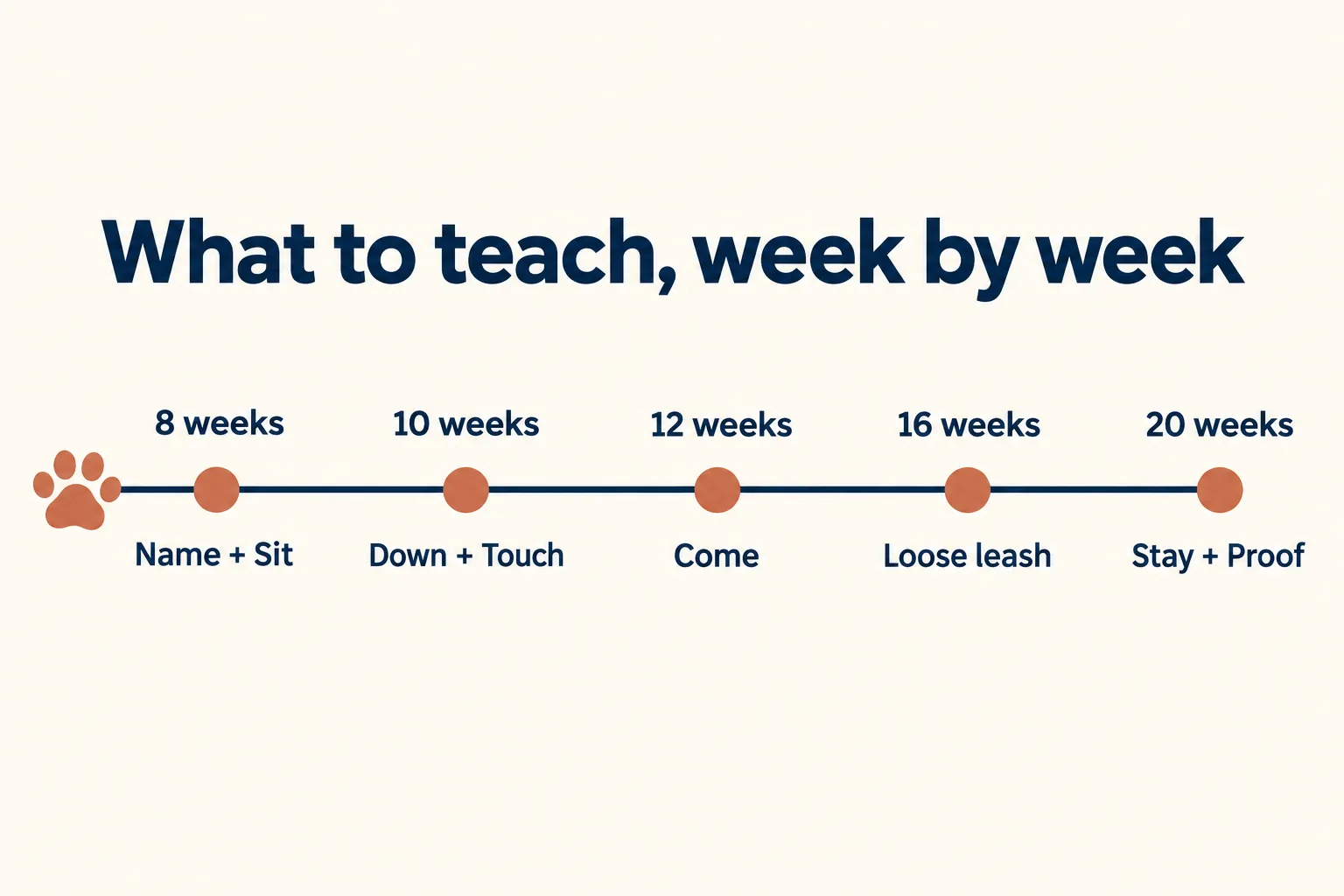 Timeline: 8 weeks Name + Sit, 10 weeks Down + Touch, 12 weeks Come, 16 weeks Loose leash, 20 weeks Stay + Proof