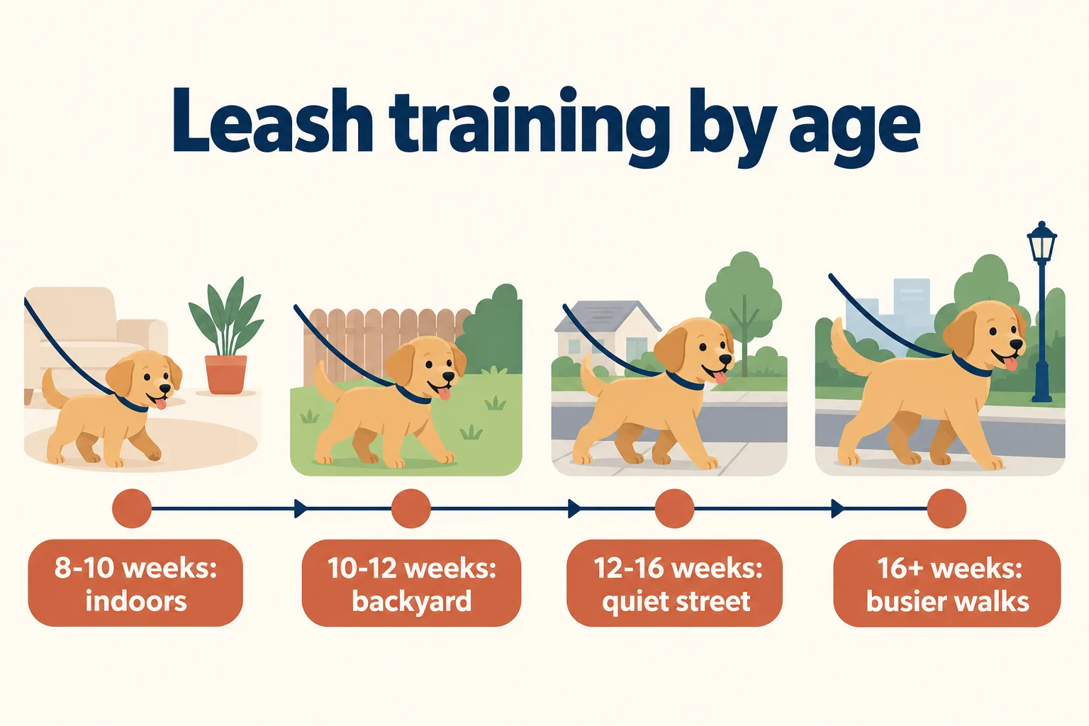 Timeline infographic titled Leash training by age: 8-10 weeks indoors, 10-12 weeks backyard, 12-16 weeks quiet street, 16+ weeks busier walks