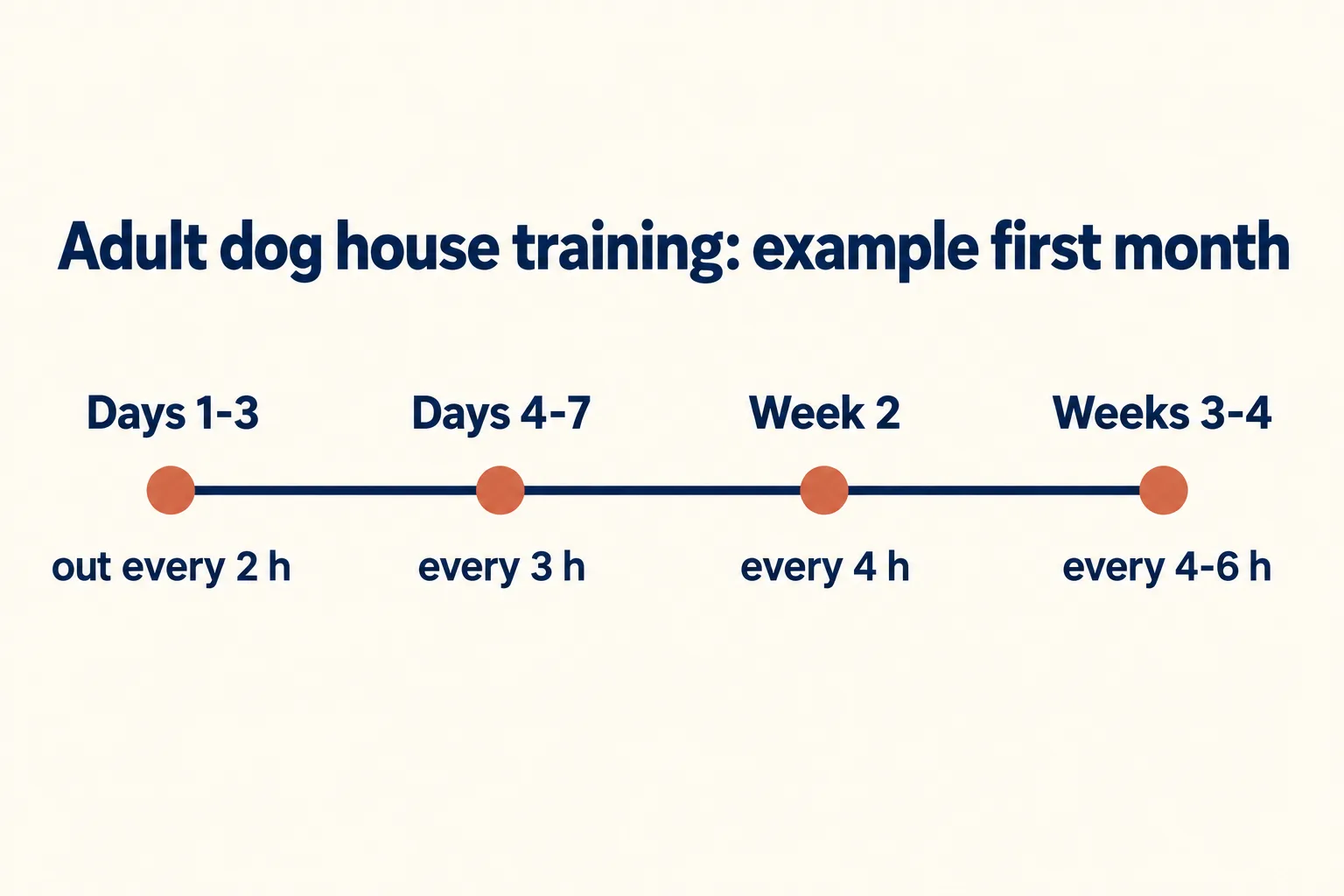 Timeline of an adult dog's first month: days 1 to 3 out every 2 h, days 4 to 7 every 3 h, week 2 every 4 h, weeks 3 to 4 every 4 to 6 h