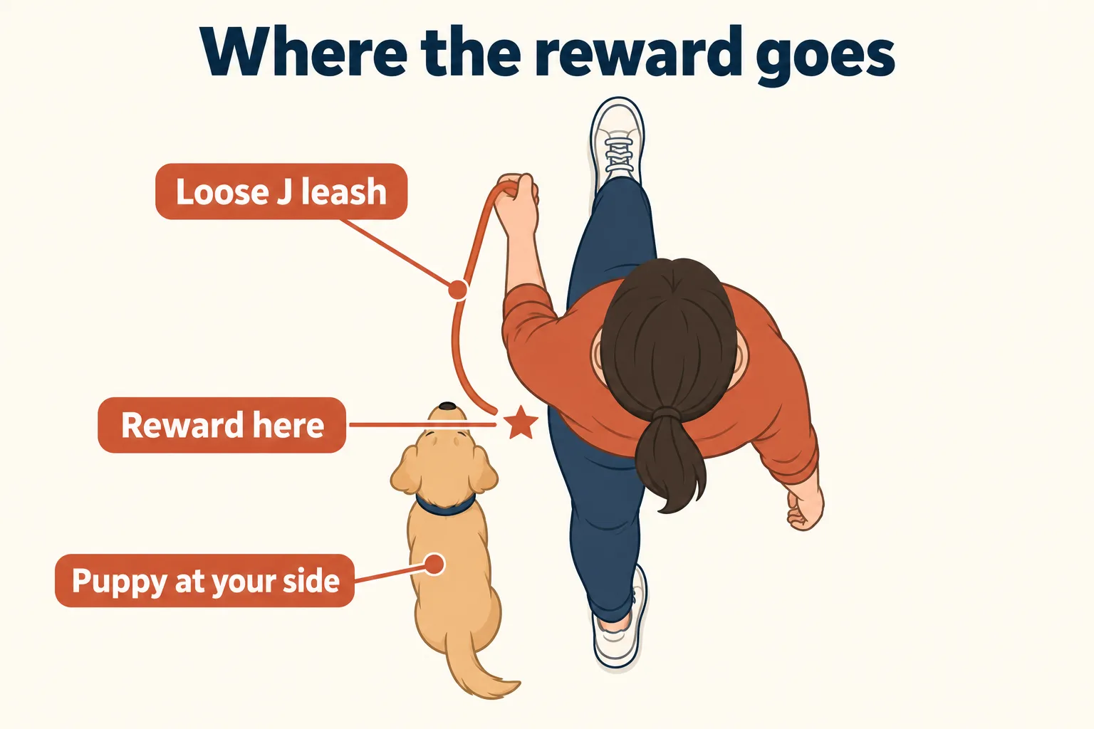 Top-down diagram titled Where the reward goes: a person walking with a puppy at their side, a loose J-shaped leash and a star marking the reward spot by their leg