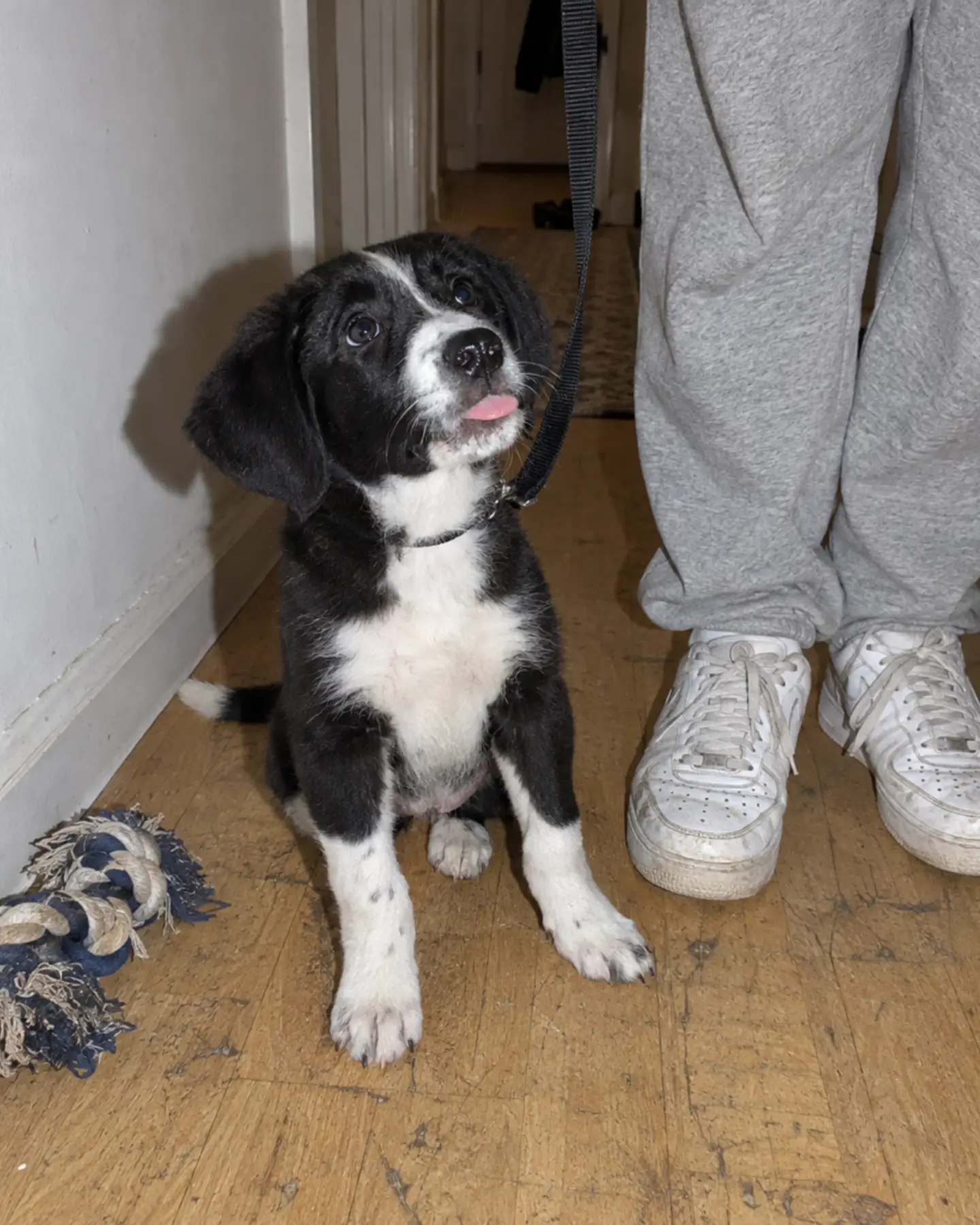 A black-and-white puppy in an apartment hallway beside gray sweatpants and white sneakers